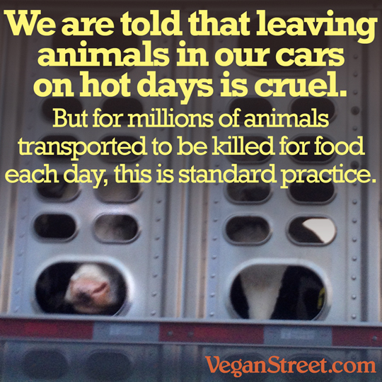 We are told that keeping animals in cars on hot days is cruel.