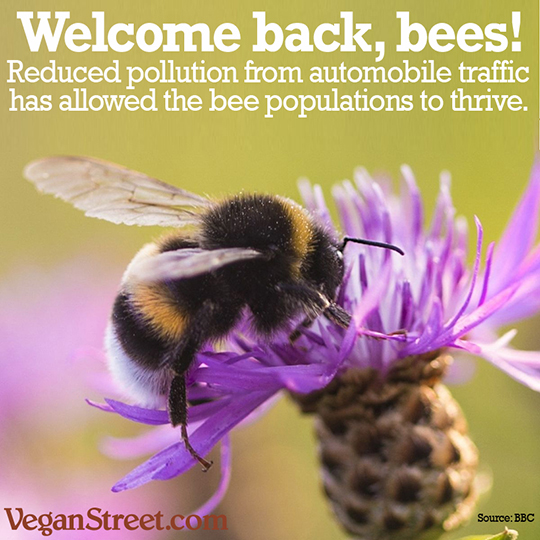 Welcome back, bees!