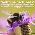 Welcome back bees!