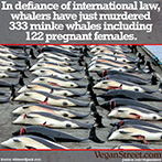 Whalers have just murdered 333 minke whales...