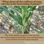 What about all the millions of mice who die in the harvesting of plants?