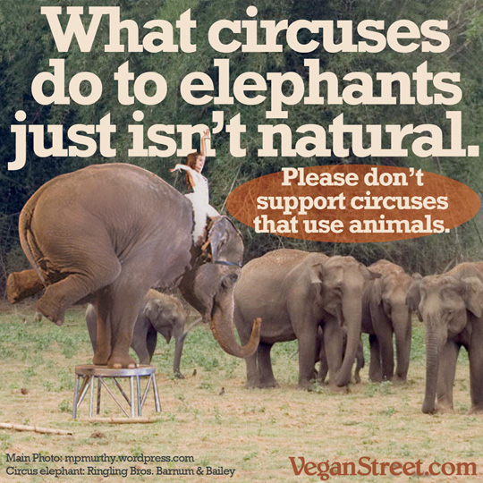 What circuses do to elephants just isn't natural.