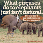 What circuses do to elephants just isn't natural.