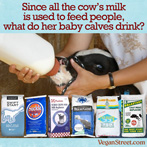 Since all of the cow's milk is used to feed people, what do baby calves drink?