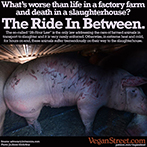 What's worse than life in a factory farm or death in a slaughterhouse?