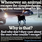 Whenever an animal escapes the slaughterhouse...