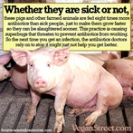 Whether they are sick or not, these pigs are fed antibiotics