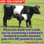 When you drink milk, you're consuming a substance designed to make someone gain over 500 pounds in a year.
