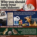 Why you should keep your cat indoors