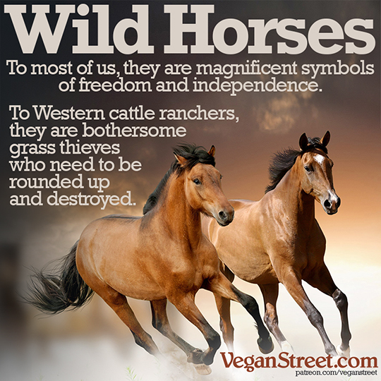 Wild Horses. To most of us, they are magnificent symbols...