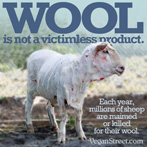Wool is not a victimless product