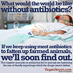 Would would the world be like without antibiotics?