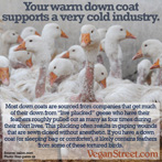 Your warm dowm coat supports a very cold industry